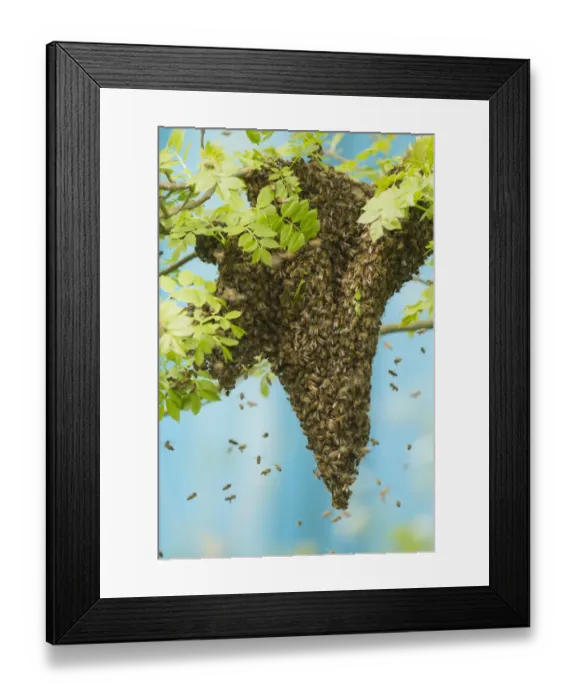Framed Print : Western Honey Bee (Apis mellifera) swarm, hanging from branch of tree, Sheffield, South Yorkshire, England, May Framed Print : Western Honey Bee (Apis mellifera) swarm, hanging from branch of tree, Sheffield, South Yorkshire, England, May