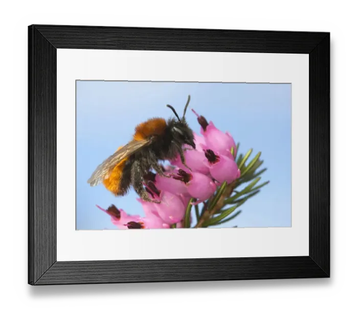 Framed Print : Tawny Mining Bee (Andrena fulva) adult, on flowering heather, Leicestershire, England, April Framed Print : Tawny Mining Bee (Andrena fulva) adult, on flowering heather, Leicestershire, England, April