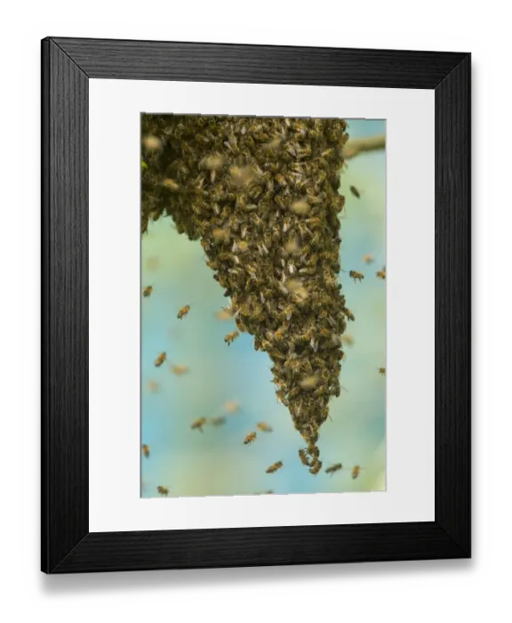 Framed Print : Western Honey Bee (Apis mellifera) swarm, hanging from branch of tree, Sheffield, South Yorkshire, England, May