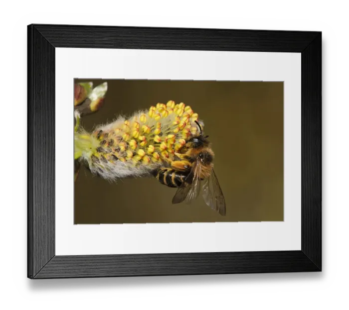 Framed Print : Yellow-legged Mining Bee (Andrena flavipes) adult, feeding on Goat Willow (Salix caprea) flower
