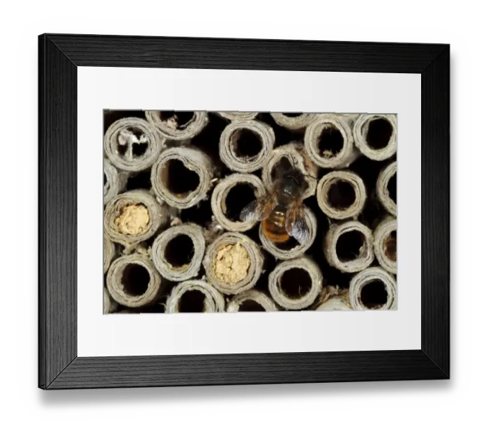 Framed Print : Red Mason Bee (Osmia rufa) adult female, at nesthole in cardboard tube, Powys, Wales, June Framed Print : Red Mason Bee (Osmia rufa) adult female, at nesthole in cardboard tube, Powys, Wales, June