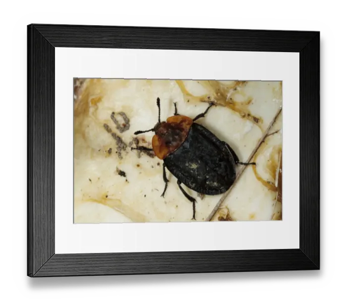 Framed Print : Red-breasted Carrion Beetle (Oiceoptoma thoracicum) adult, feeding on fox-scavenged bones, Powys, Wales, April Framed Print : Red-breasted Carrion Beetle (Oiceoptoma thoracicum) adult, feeding on fox-scavenged bones, Powys, Wales, April