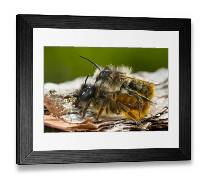 Framed Print : Red Mason Bee (Osmia rufa) adult pair, mating, Powys, Wales, May Framed Print : Red Mason Bee (Osmia rufa) adult pair, mating, Powys, Wales, May