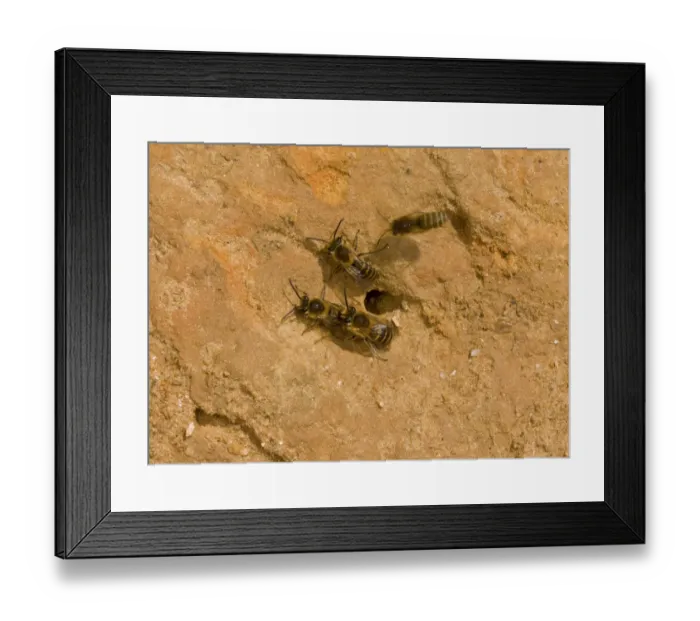 Framed Print : Ivy Bee (Colletes hederae) four adults, at nesthole in cliff, Barton-on-Sea, Hampshire, England, October Framed Print : Ivy Bee (Colletes hederae) four adults, at nesthole in cliff, Barton-on-Sea, Hampshire, England, October
