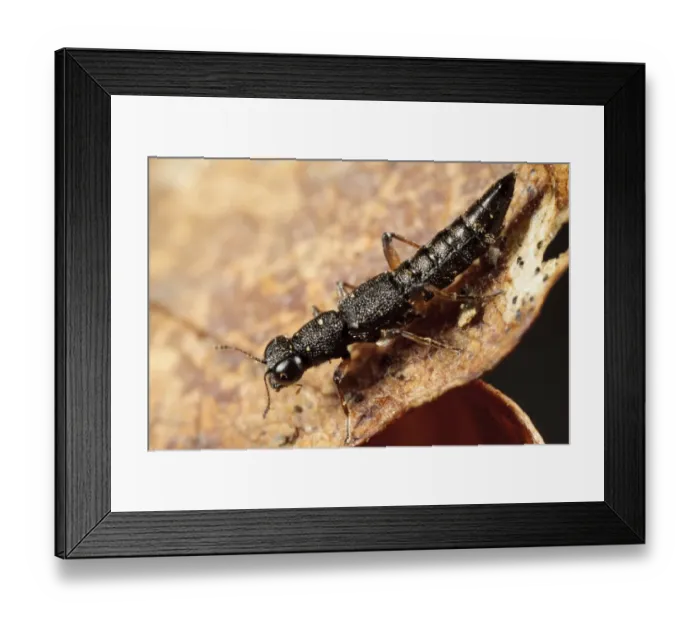 Framed Print : Rove Beetle (Stenus cicindeloides) adult, on farm muck heap, Powys, Wales, January Framed Print : Rove Beetle (Stenus cicindeloides) adult, on farm muck heap, Powys, Wales, January