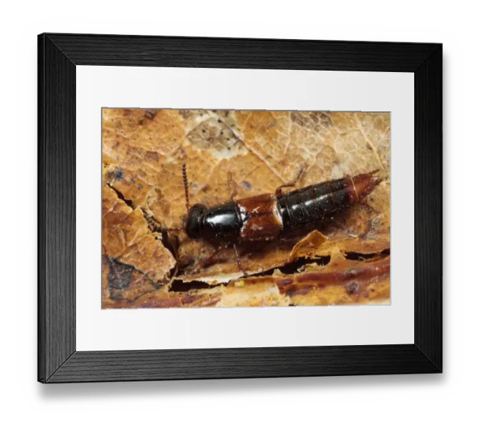 Framed Print : Rove Beetle (Quedius cruentus) adult, on farm muck heap, Powys, Wales, January Framed Print : Rove Beetle (Quedius cruentus) adult, on farm muck heap, Powys, Wales, January