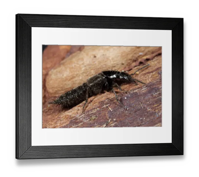 Framed Print : Rove Beetle (Philonthus decorus) adult, on bark, Powys, Wales, February Framed Print : Rove Beetle (Philonthus decorus) adult, on bark, Powys, Wales, February