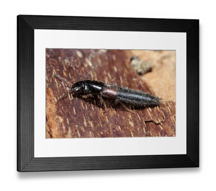 Framed Print : Rove Beetle (Quedius cruentus) adult, on bark, Powys, Wales, February
