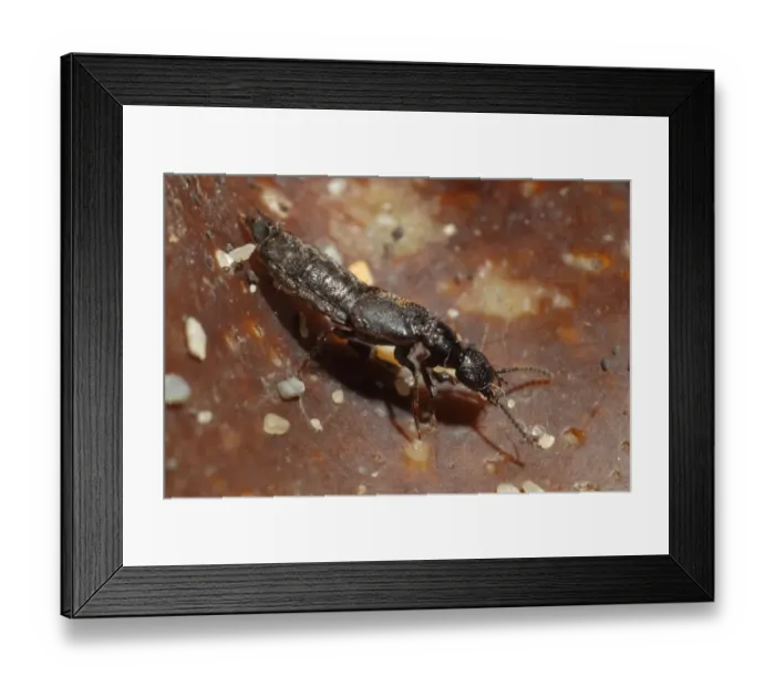 Framed Print : Rove Beetle (Cafius xantholoma) adult, on strandline debris, Kimmeridge, Isle of Purbeck, Dorset, England, October Framed Print : Rove Beetle (Cafius xantholoma) adult, on strandline debris, Kimmeridge, Isle of Purbeck, Dorset, England, October
