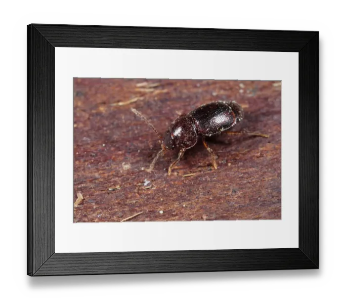 Framed Print : Rove Beetle (Olophrum piceum) adult, on bark, Powys, Wales, February Framed Print : Rove Beetle (Olophrum piceum) adult, on bark, Powys, Wales, February
