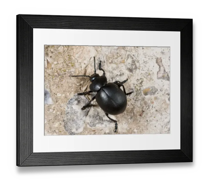 Framed Print : Bloody-nosed Beetle (Timarcha tenebricosa) adult, on chalk downland, Dorset, England, July Framed Print : Bloody-nosed Beetle (Timarcha tenebricosa) adult, on chalk downland, Dorset, England, July