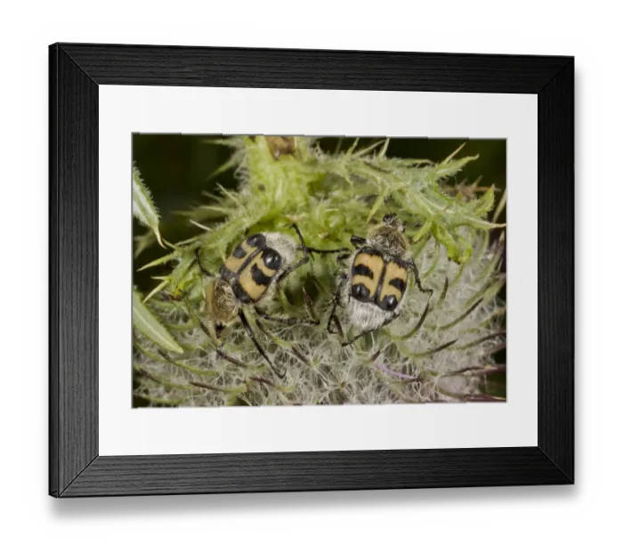 Framed Print : Bee Beetle (Trichius fasciatus) two adults, feeding on woolly thistle flowerhead, France, August Framed Print : Bee Beetle (Trichius fasciatus) two adults, feeding on woolly thistle flowerhead, France, August