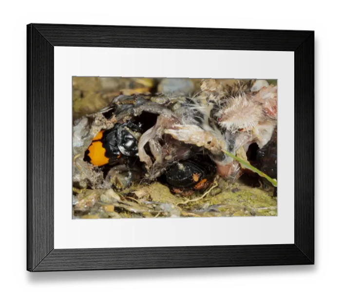Framed Print : Burying Beetle (Nicrophorus investigator) two adults, feeding on Common Shrew (Sorex araneus) corpse, Powys, Wales Framed Print : Burying Beetle (Nicrophorus investigator) two adults, feeding on Common Shrew (Sorex araneus) corpse, Powys, Wales