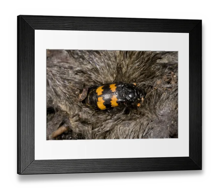 Framed Print : Burying Beetle (Nicrophorus interruptus) adult, on European Mole (Talpa europaea) carcass, France, August Framed Print : Burying Beetle (Nicrophorus interruptus) adult, on European Mole (Talpa europaea) carcass, France, August