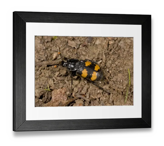 Framed Print : Burying Beetle (Nicrophorus interruptus) adult, on soil, France, August Framed Print : Burying Beetle (Nicrophorus interruptus) adult, on soil, France, August