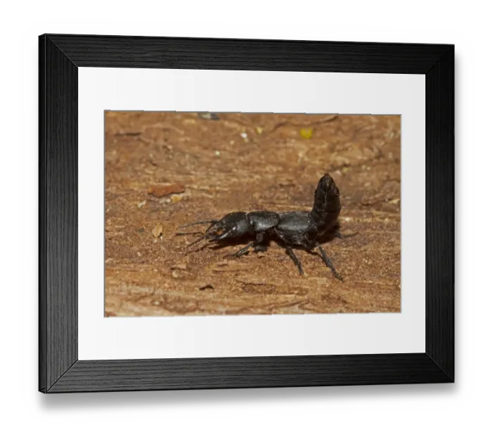 Framed Print : Devils Coach-horse Beetle (Ocypus olens) adult, with abdomen raised in defensive posture, Castilla y Leon, Spain Framed Print : Devils Coach-horse Beetle (Ocypus olens) adult, with abdomen raised in defensive posture, Castilla y Leon, Spain