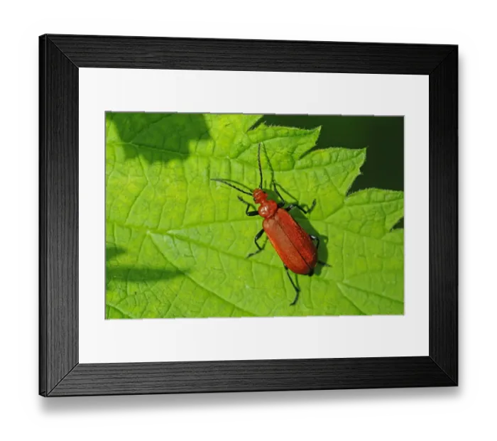 Framed Print : Red-headed Cardinal Beetle (Pyrochroa serraticornis) adult, walking on leaf, Oxfordshire, England, May Framed Print : Red-headed Cardinal Beetle (Pyrochroa serraticornis) adult, walking on leaf, Oxfordshire, England, May
