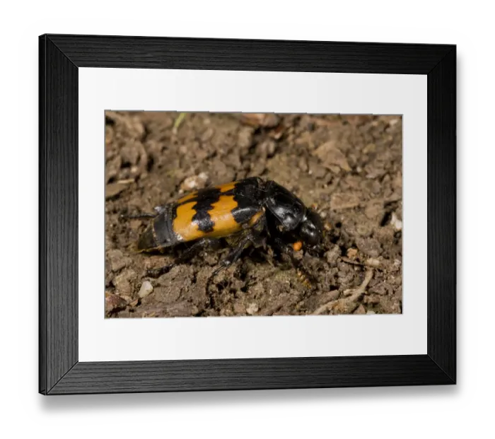 Framed Print : Burying Beetle (Nicrophorus interruptus) adult, on soil, France, August Framed Print : Burying Beetle (Nicrophorus interruptus) adult, on soil, France, August