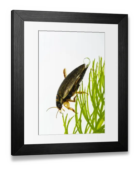 Framed Print : Diving Beetle (Rhantus frontalis) adult, with air bubble protruding from elytra, clambering over pondweed