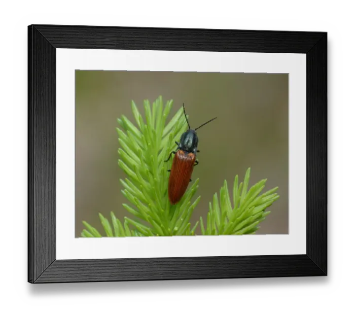 Framed Print : Click Beetle (Athous haemorrhoidalis) adult, resting on conifer leaves, Dolomites, Italian Alps, Northern Italy, June