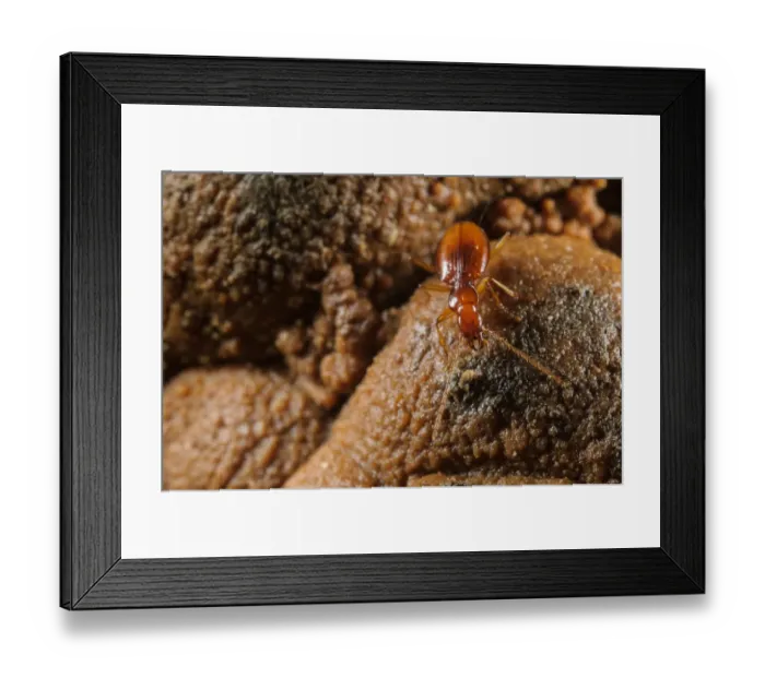 Framed Print : Dorias Cave Beetle (Duvalius doriae doriae) adult, foraging in cave, Pignone, La Spezia Province, Liguria, Italy, May Framed Print : Dorias Cave Beetle (Duvalius doriae doriae) adult, foraging in cave, Pignone, La Spezia Province, Liguria, Italy, May