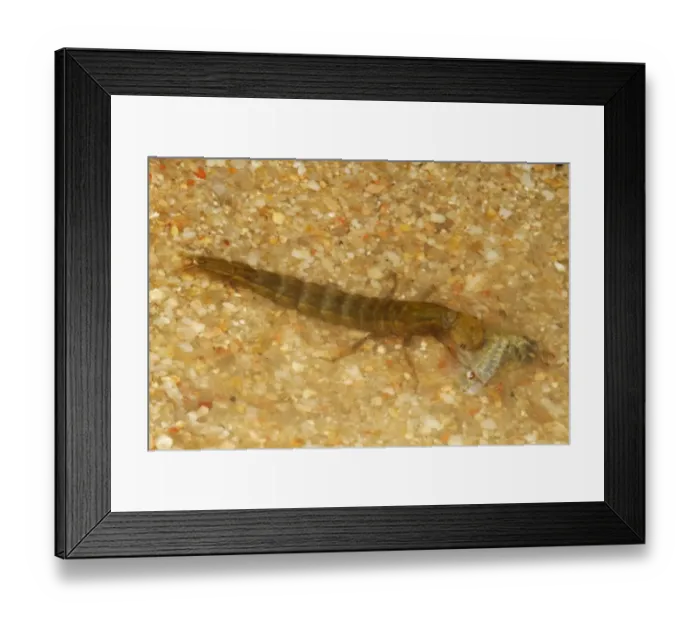 Framed Print : Great Diving Beetle (Dytiscus marginalis) larva, feeding on fairy shrimp in shallow water, Spain, May Framed Print : Great Diving Beetle (Dytiscus marginalis) larva, feeding on fairy shrimp in shallow water, Spain, May