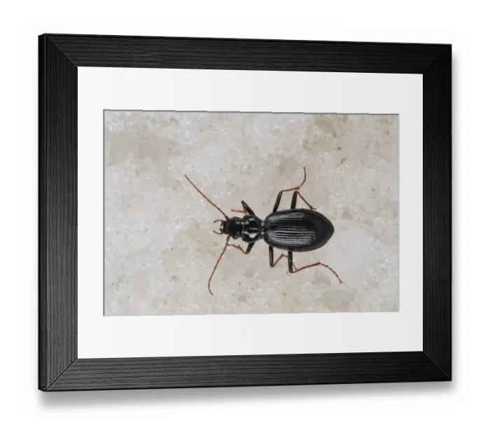 Framed Print : Ground Beetle (Nebria germari) adult, standing on ice of glacier, Italian Alps, Italy, July Framed Print : Ground Beetle (Nebria germari) adult, standing on ice of glacier, Italian Alps, Italy, July