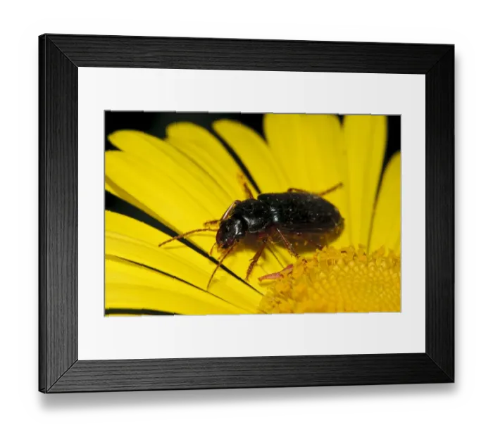 Framed Print : Ground Beetle (Harpalus affinis) adult, on yellow flower in garden, Belvedere, Bexley, Kent, England, April Framed Print : Ground Beetle (Harpalus affinis) adult, on yellow flower in garden, Belvedere, Bexley, Kent, England, April