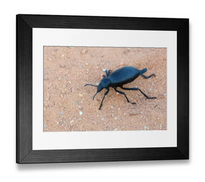 Framed Print : Darkling Beetle (Eleodes obscurus) adult, walking on sand, Arches N. P. Utah, U. S. A. May