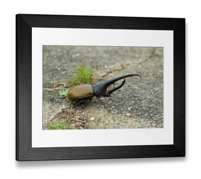 Framed Print : Hercules Beetle (Dynastes hercules) adult, resting on ground, Trinidad, Trinidad and Tobago, April