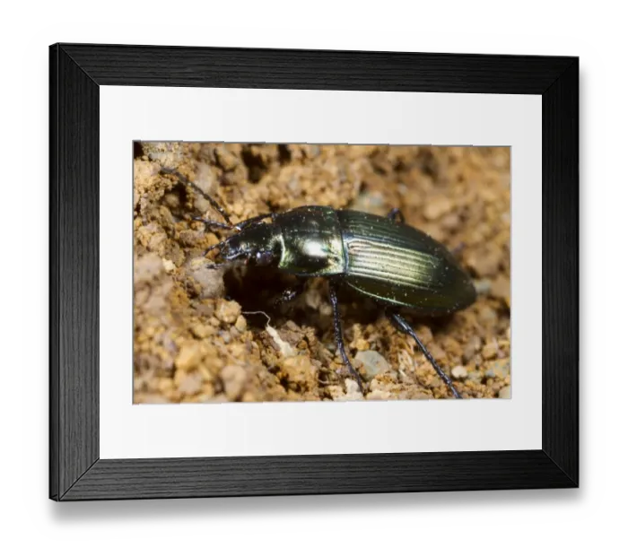 Framed Print : Ground Beetle (Poecilus cupreus) adult, Powys, Wales, June Framed Print : Ground Beetle (Poecilus cupreus) adult, Powys, Wales, June