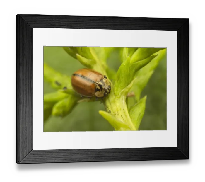 Framed Print : Larch Ladybird (Aphidecta obliterata) adult, resting on conifer, Leicestershire, England, April Framed Print : Larch Ladybird (Aphidecta obliterata) adult, resting on conifer, Leicestershire, England, April