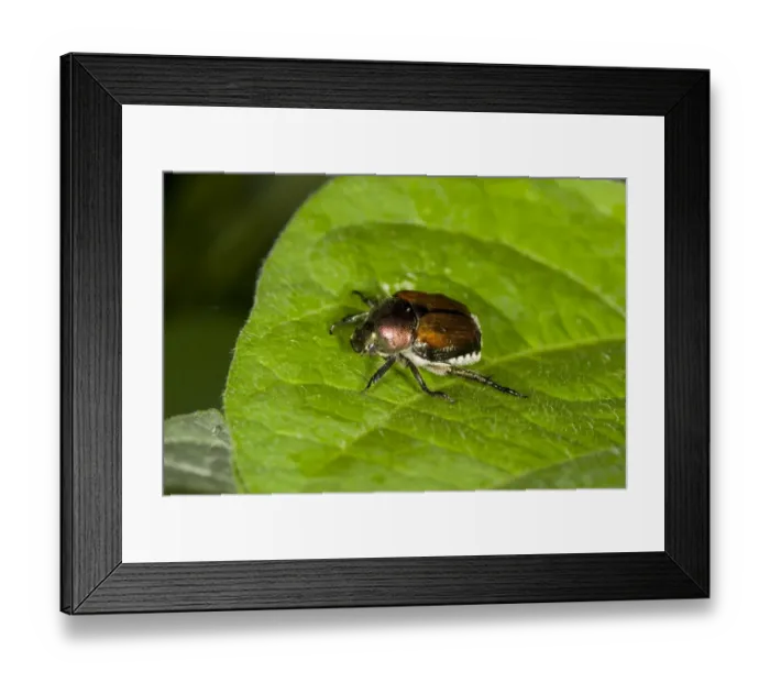 Framed Print : Japanese Beetle (Popillia japonica) introduced pest species, adult, resting on leaf in garden, Ottawa, Ontario, Canada Framed Print : Japanese Beetle (Popillia japonica) introduced pest species, adult, resting on leaf in garden, Ottawa, Ontario, Canada