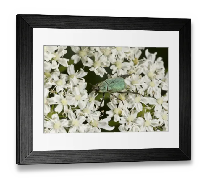 Framed Print : Scarab Beetle (Hoplia argentea) adult, feeding on umbellifer flowers, Pontic Mountains, Anatolia, Turkey, July Framed Print : Scarab Beetle (Hoplia argentea) adult, feeding on umbellifer flowers, Pontic Mountains, Anatolia, Turkey, July