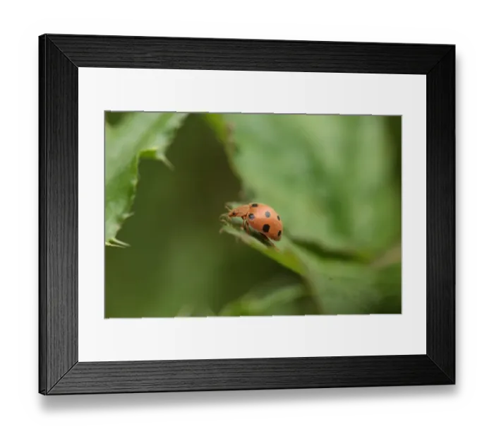 Framed Print : Bryony Ladybird (Henosepilachna argus) adult, resting on leaf, Rainham Marshes RSPB Reserve, Thames Estuary, Essex Framed Print : Bryony Ladybird (Henosepilachna argus) adult, resting on leaf, Rainham Marshes RSPB Reserve, Thames Estuary, Essex
