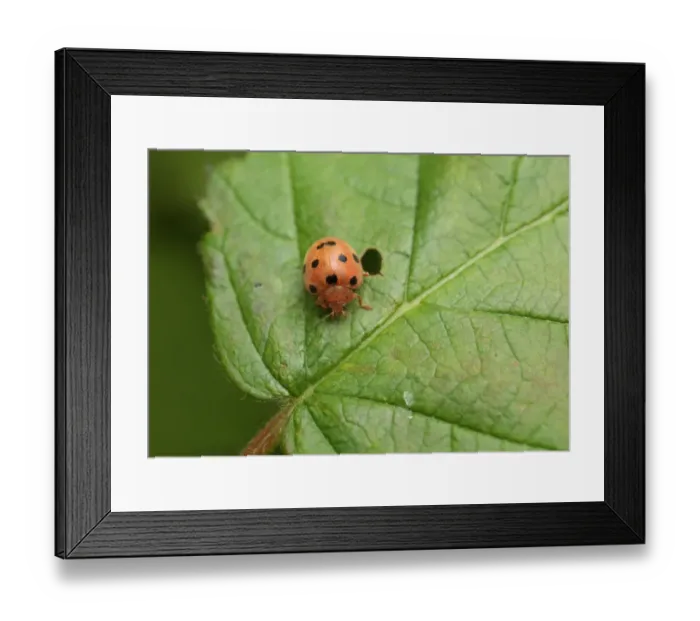 Framed Print : Bryony Ladybird (Henosepilachna argus) adult, resting on leaf, Rainham Marshes RSPB Reserve, Thames Estuary, Essex Framed Print : Bryony Ladybird (Henosepilachna argus) adult, resting on leaf, Rainham Marshes RSPB Reserve, Thames Estuary, Essex