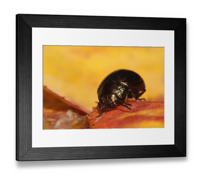 Framed Print : Rosemary Beetle (Chrysolina americana) introduced species, adult, on autumn leaf in garden, Belvedere, Bexley, Kent