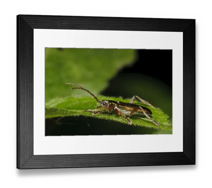Framed Print : Reed Leaf Beetle (Donacia clavipes) adult, resting on Stinging Nettle (Urtica dioica) leaf, Denge Wood, North Downs Framed Print : Reed Leaf Beetle (Donacia clavipes) adult, resting on Stinging Nettle (Urtica dioica) leaf, Denge Wood, North Downs