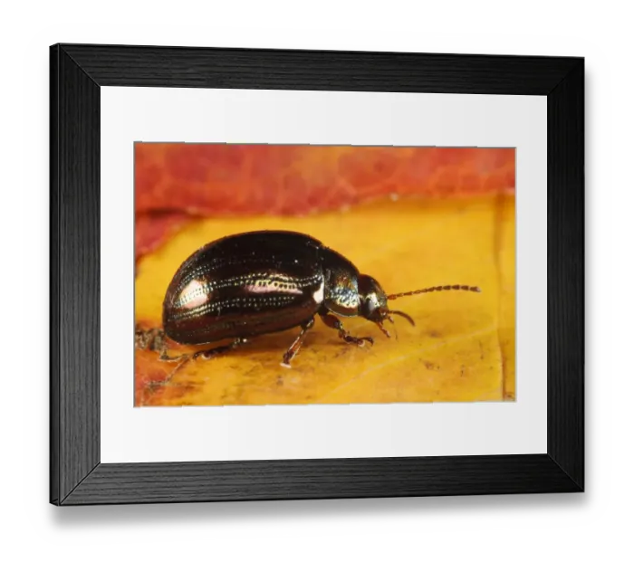 Framed Print : Rosemary Beetle (Chrysolina americana) introduced species, adult, on autumn leaf in garden, Belvedere, Bexley, Kent