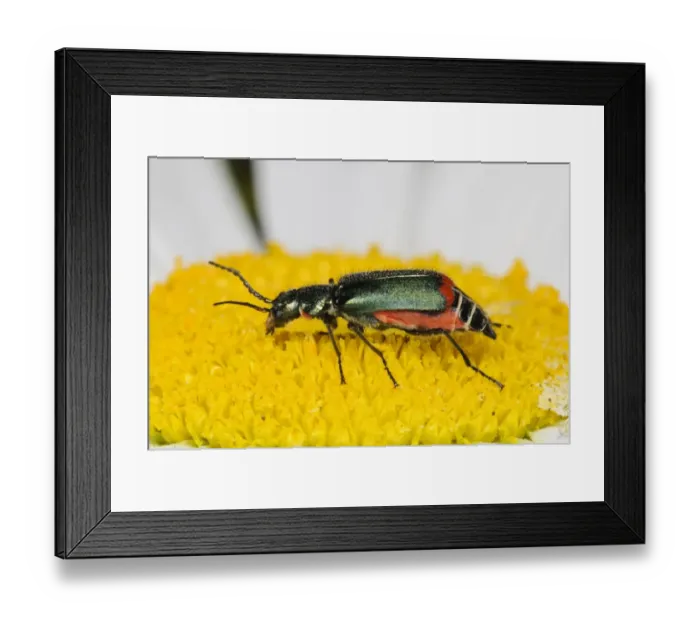 Framed Print : Common Malachite Beetle (Malachius bipustulatus) adult, on Ox-eye Daisy (Leucanthemum vulgare) flower, Bexley, Kent Framed Print : Common Malachite Beetle (Malachius bipustulatus) adult, on Ox-eye Daisy (Leucanthemum vulgare) flower, Bexley, Kent