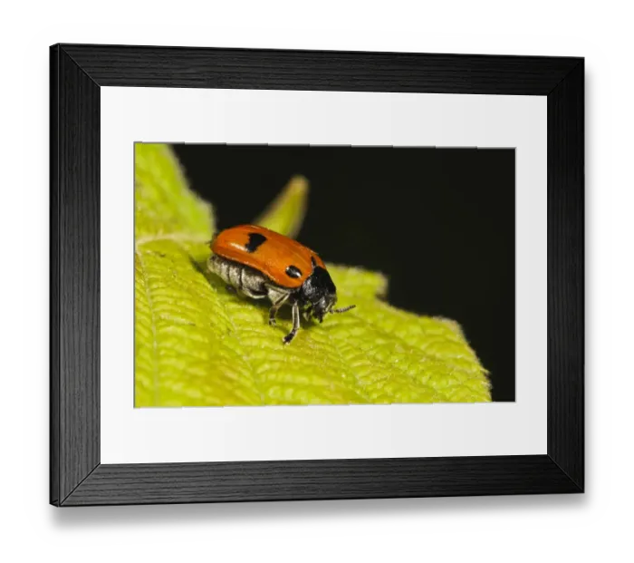 Framed Print : Four-spotted Leaf Beetle (Clytra quadripunctata) adult, walking on leaf, Denge Wood, North Downs, Kent, England, May Framed Print : Four-spotted Leaf Beetle (Clytra quadripunctata) adult, walking on leaf, Denge Wood, North Downs, Kent, England, May