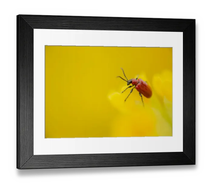Framed Print : Scarlet Lily Beetle (Lilioceris lilii) adult, on Cowslip (Primula veris) flower, Sheffield, South Yorkshire, England