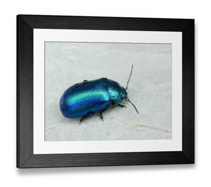 Framed Print : Leaf Beetle (Chrysolina geminata) adult, covered with raindrops, on woodland floor, Dolomites, Italian Alps, Italy