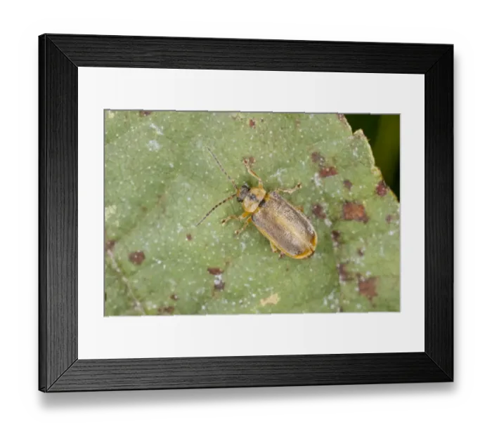 Framed Print : Brown Willow Beetle (Galerucella lineola) adult, resting on alder leaf, Dorset, England, September Framed Print : Brown Willow Beetle (Galerucella lineola) adult, resting on alder leaf, Dorset, England, September