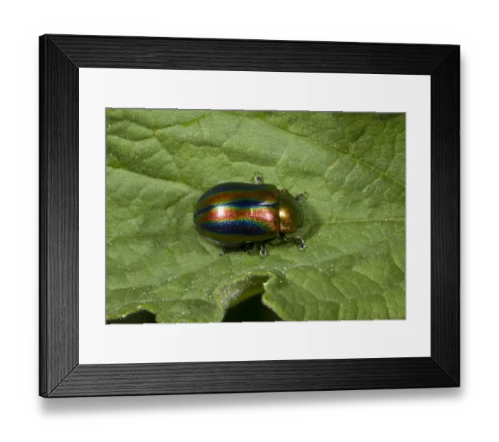 Framed Print : Rainbow Leaf Beetle (Chrysolina cerealis) adult, resting on leaf, French Pyrenees, France, June Framed Print : Rainbow Leaf Beetle (Chrysolina cerealis) adult, resting on leaf, French Pyrenees, France, June