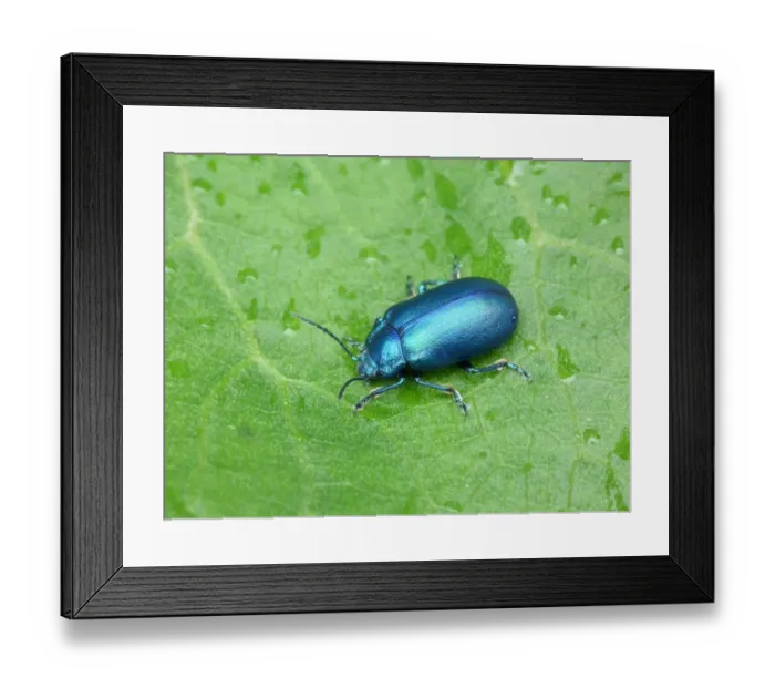 Framed Print : Leaf Beetle (Chrysolina geminata) adult, resting on leaf with raindrops, Dolomites, Italian Alps, Italy, June