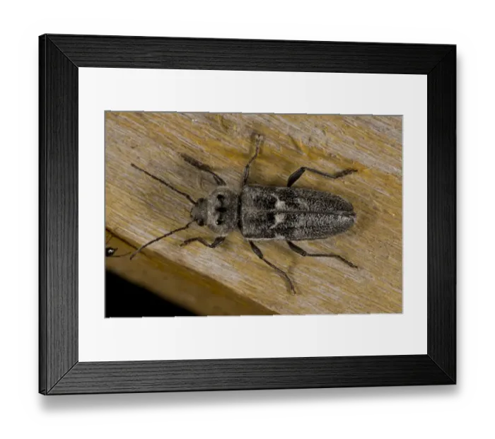 Framed Print : Old-house Borer (Hylotrupes bajulus) adult, resting on wood in old house, Anatolia, Turkey, July Framed Print : Old-house Borer (Hylotrupes bajulus) adult, resting on wood in old house, Anatolia, Turkey, July