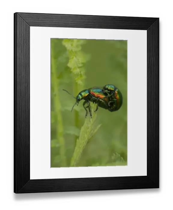 Framed Print : Tansy Beetle (Chrysolina graminis) adult pair, mating on Tansy (Tanacetum vulgare) leaf, York, North Yorkshire Framed Print : Tansy Beetle (Chrysolina graminis) adult pair, mating on Tansy (Tanacetum vulgare) leaf, York, North Yorkshire
