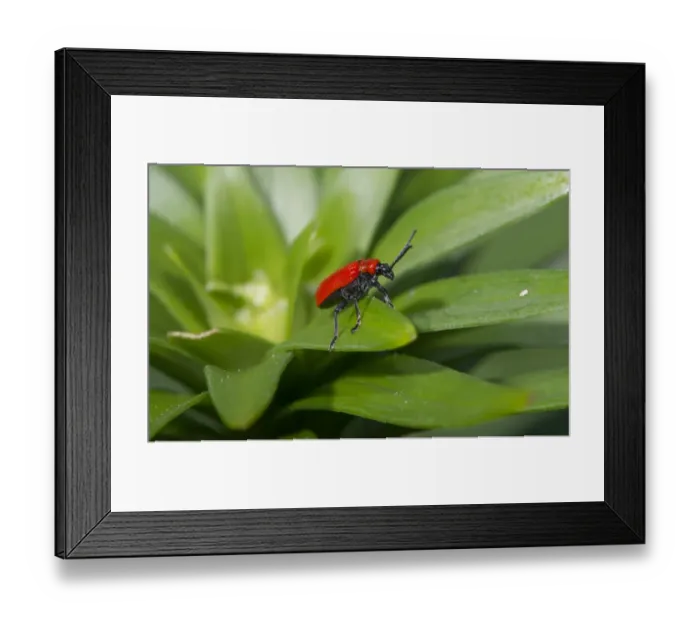 Framed Print : Scarlet Lily Beetle (Lilioceris lilii) adult, on lily leaf in garden, Chipping, Lancashire, England, June Framed Print : Scarlet Lily Beetle (Lilioceris lilii) adult, on lily leaf in garden, Chipping, Lancashire, England, June