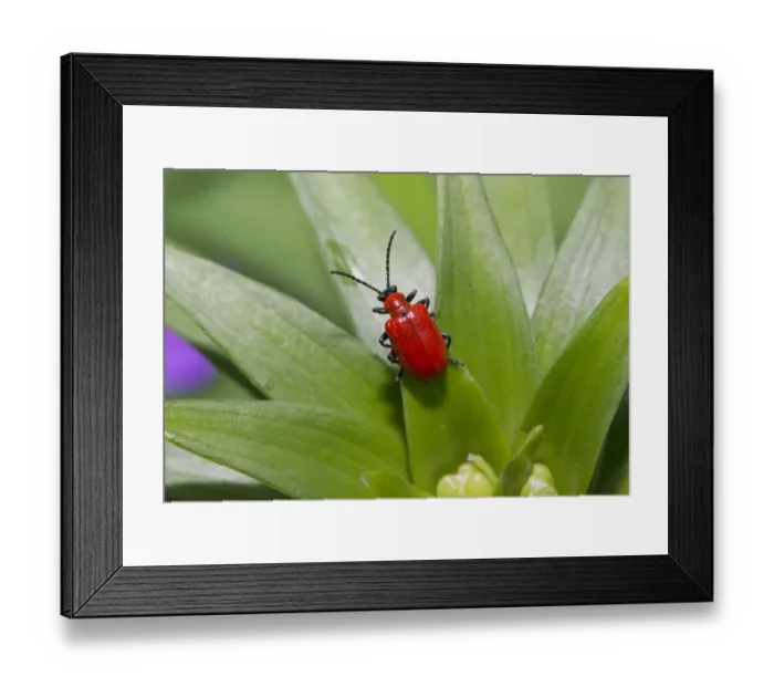 Framed Print : Scarlet Lily Beetle (Lilioceris lilii) adult, on lily leaf in garden, Chipping, Lancashire, England, June Framed Print : Scarlet Lily Beetle (Lilioceris lilii) adult, on lily leaf in garden, Chipping, Lancashire, England, June